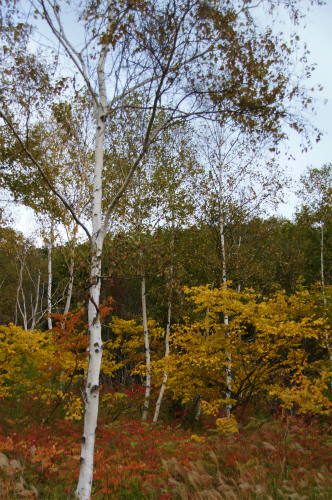 rDSC141014295-1