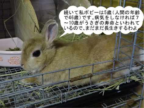ポピー04