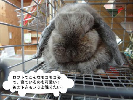 ロフト