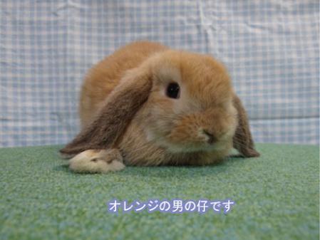 オレンジ♂
