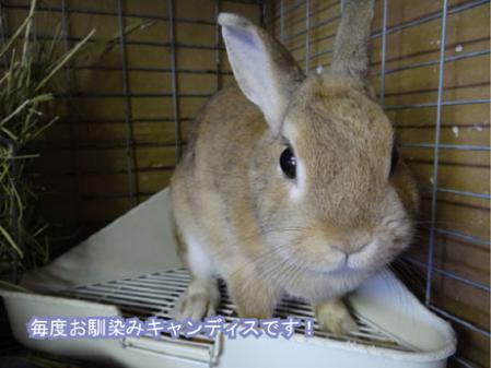 キャンディス
