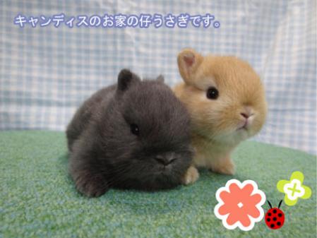 キャン仔うさ