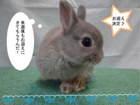 お迎え決定