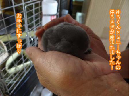 仔うさぎ1