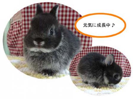 仔うさぎ2