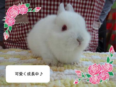 白1の仔