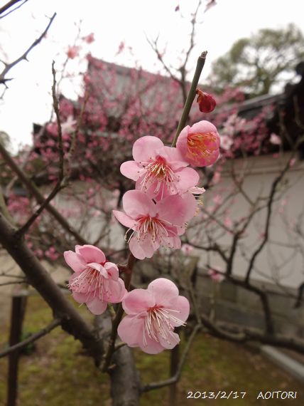梅林寺・ピンク梅アップ2013･2･17 084