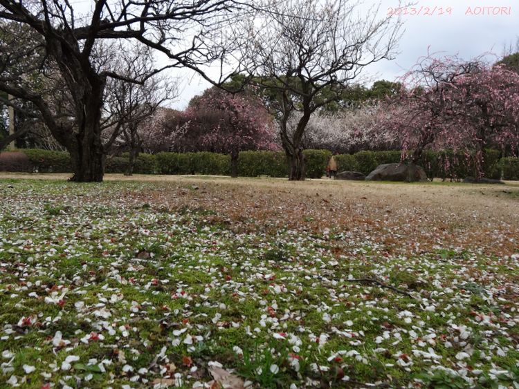 落花びら2013･2･19 109