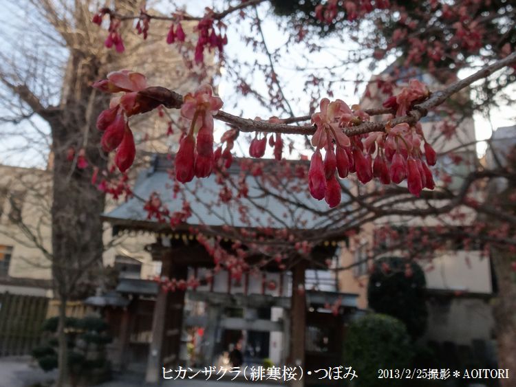 緋寒桜2013･2･25 122