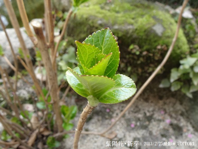紫陽花新芽2013･2･25 195