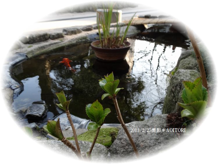 池と紫陽花2013･2･25 197