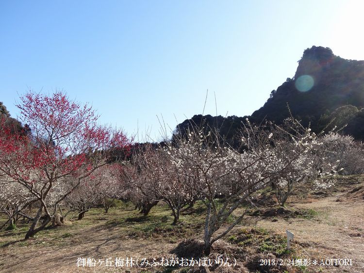 梅林2013･2･24 176