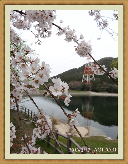 大野城・桜フレームサイン2013･3･17 006