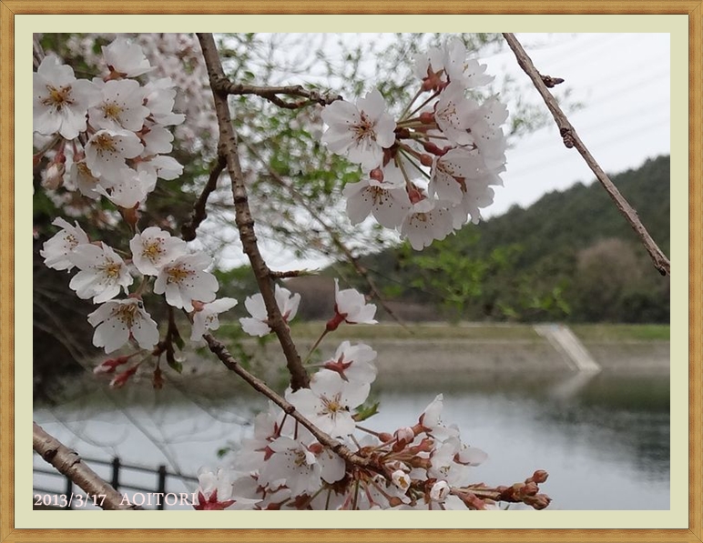 桜アップフレームサイン2013･3･17 005