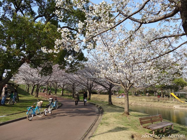 桜並木・自転車2013･3･23 246