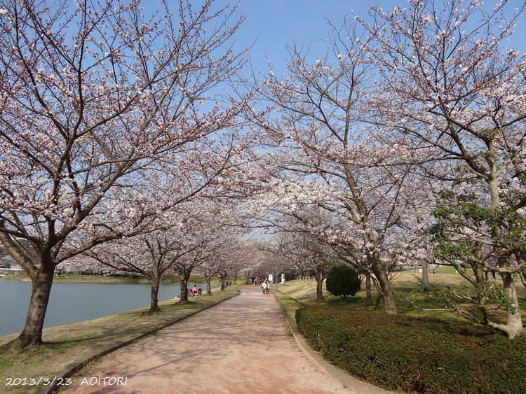 桜並木2013･3･23 227