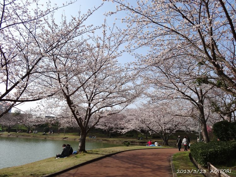 桜並木2013･3･23 140