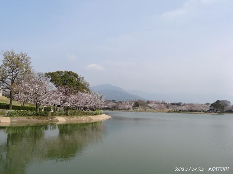 池・桜並木2013･3･23 025