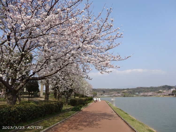 桜・コブシ並木2013･3･23 035