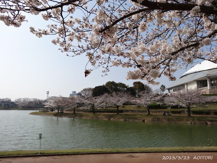 桜並木2013･3･23 041