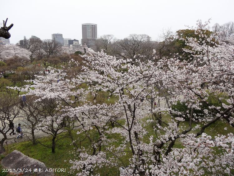 ビルと桜2013･3･24 084