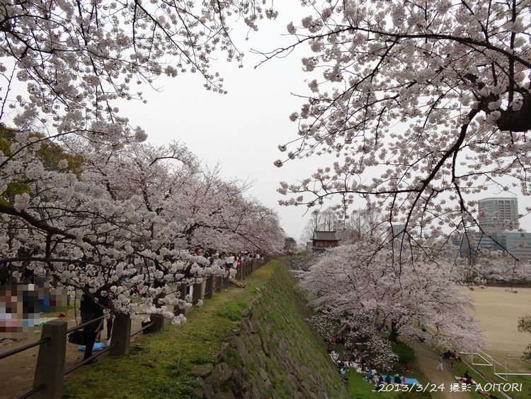 祈念櫓と桜2013･3･24 109