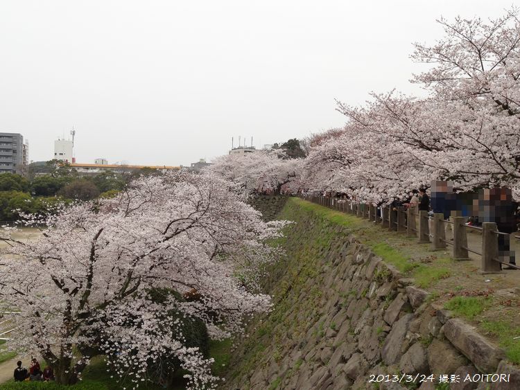 石垣桜の帯2013･3･24 133