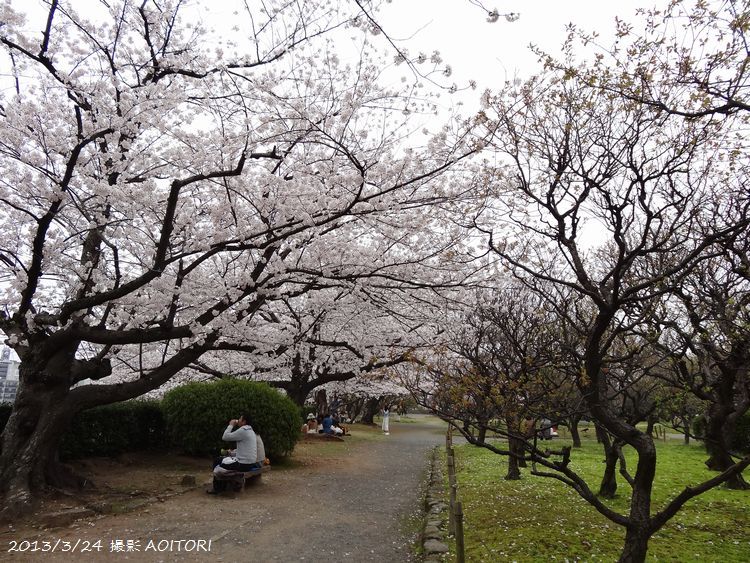 梅園の桜並木2013･3･24 148