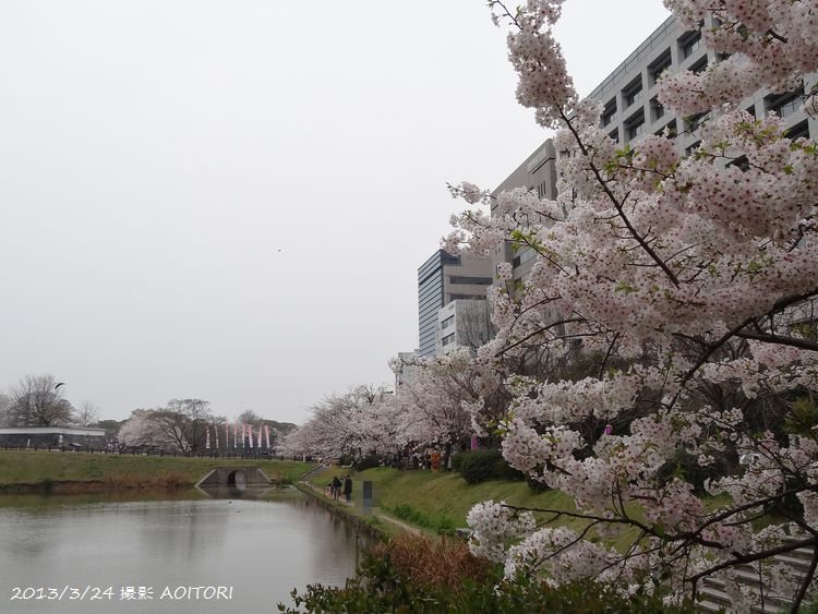 お堀と大島桜2013･3･24 194