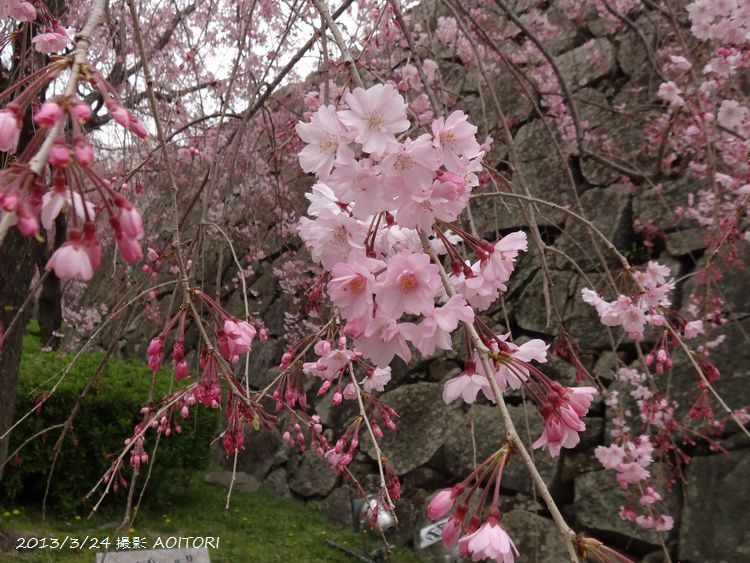 しだれ桜アップ2013･3･24 158