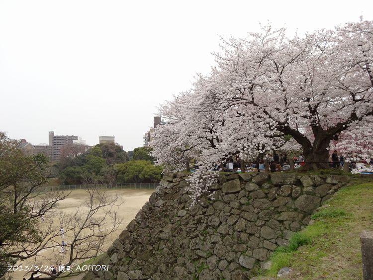石垣桜満開2013･3･24 114