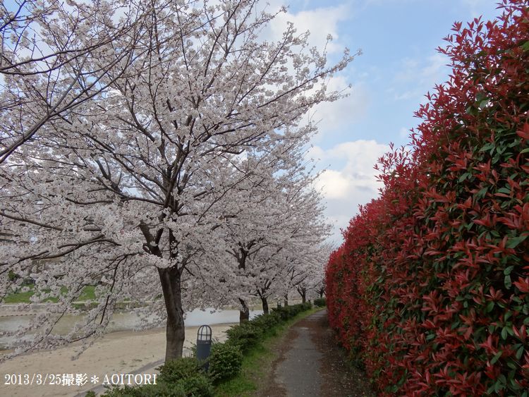桜・赤い木2013･3･25 085