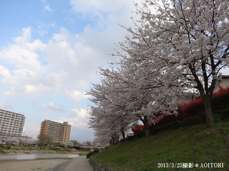 桜・青空2013･3･25 095