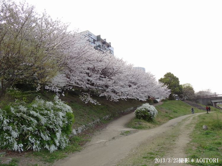 桜・雪柳2013･3･25 167