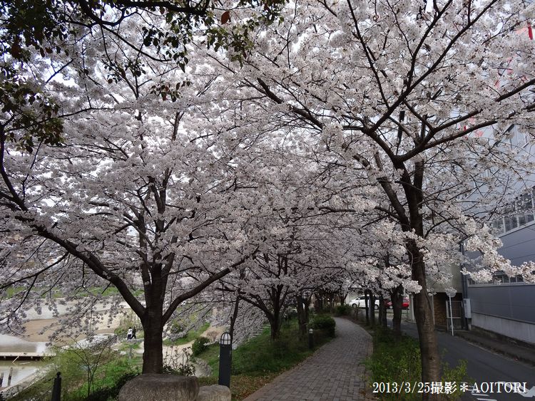桜・アーチ2013･3･25 050