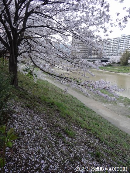 桜・花びら2013･3･25 192