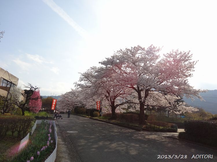 桜・入口2013･3･28 030