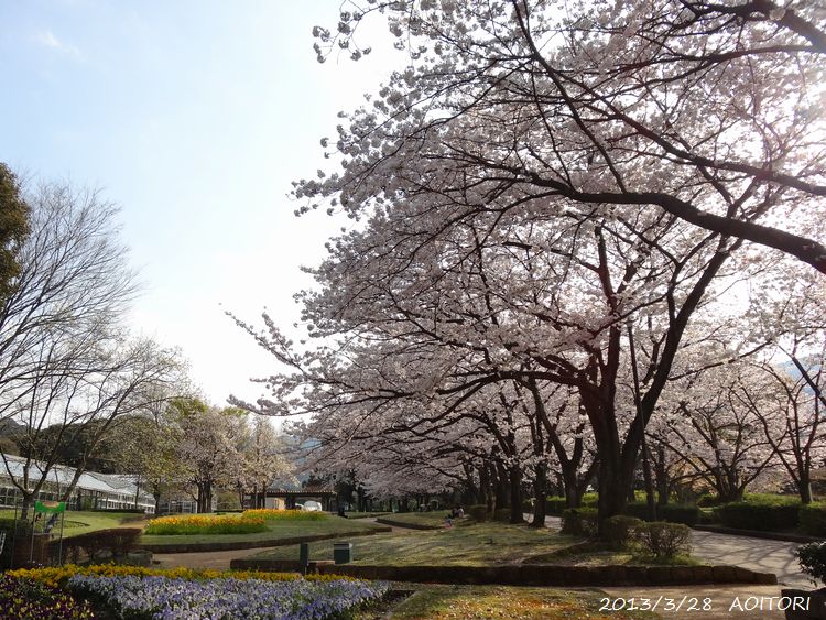 桜・花壇広場2013･3･28 055