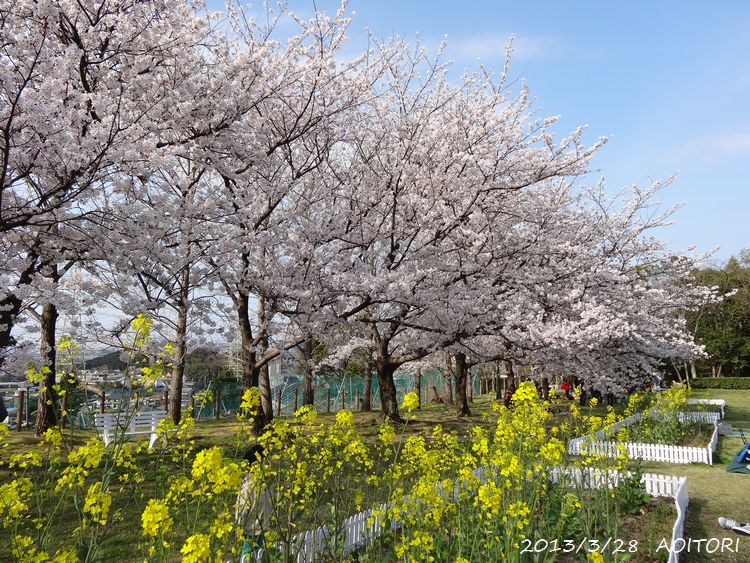 桜・菜の花2013･3･28 015
