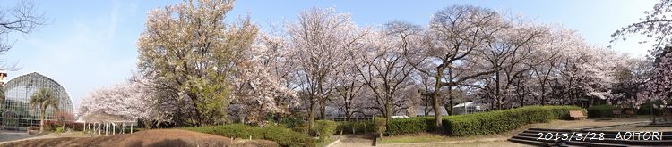 桜・パノラマ2013･3･28 123