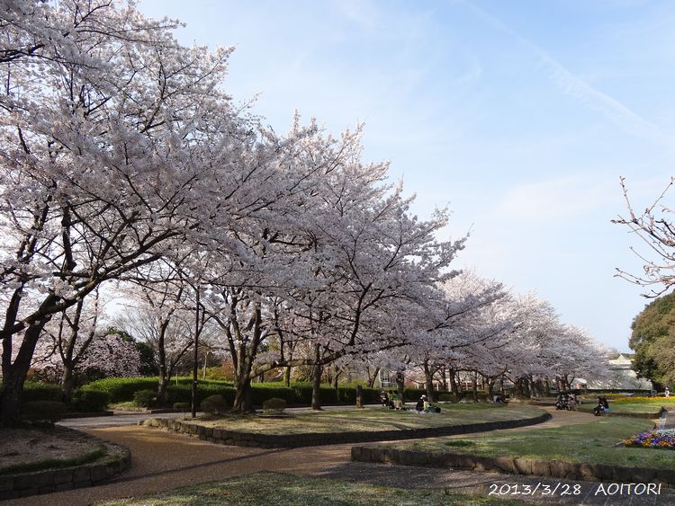 桜・花壇広場（奥）2013･3･28 069