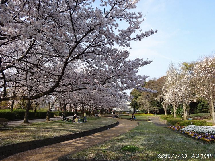 桜・花壇広場2013･3･28 064