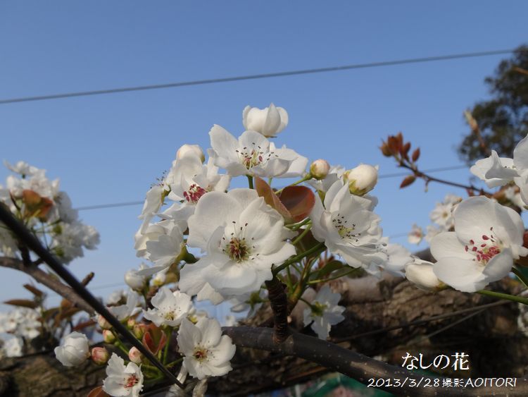 なし2013･3･28 215
