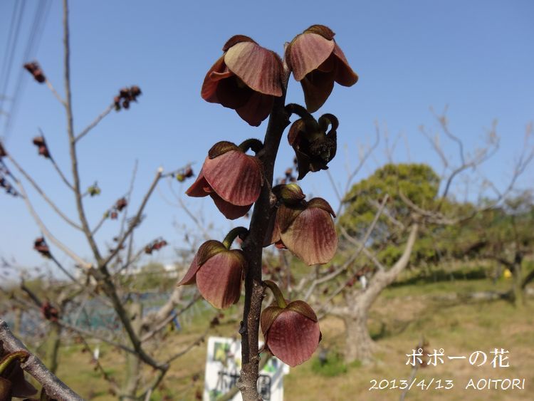 ポポー2013･4･13 289