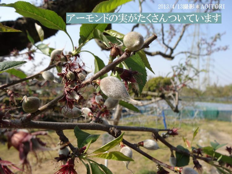 アーモンド枝2013･4･13 227