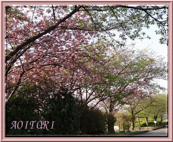 桜並木枠あり2013･4･13 390
