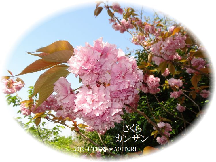 八重桜(カンザン)2013･4･13 040