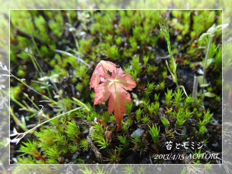 苔ともみじ・フレーム2013･4･15 125