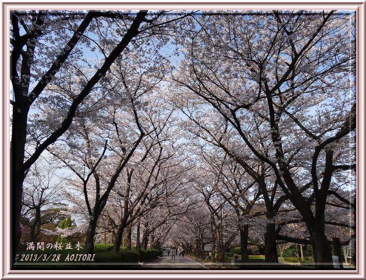 満開の桜並木2013･3･28 094
