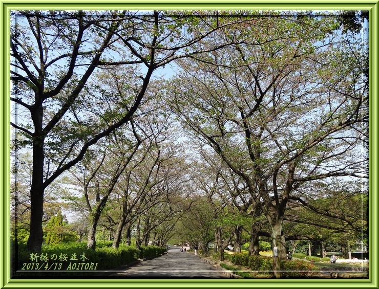 新緑の桜並木2013･4･13 108